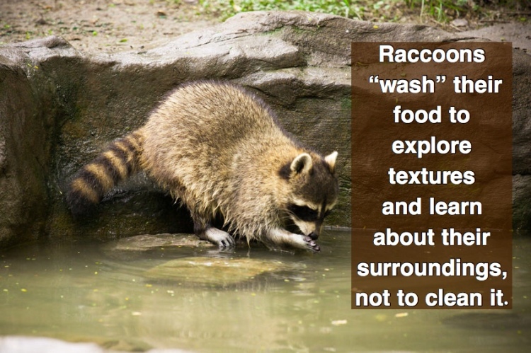 Why raccoons wash their food.