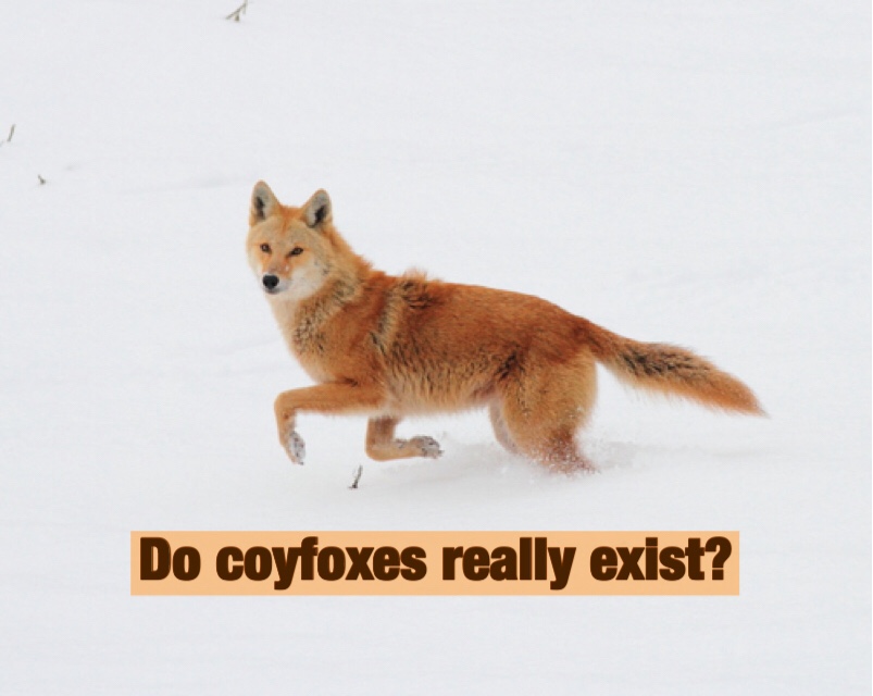 fox mixed with coyote