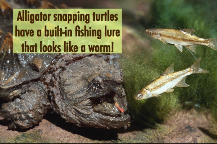 Tennessee's Alligator Snapping Turtles – For Fox Sake Wildlife Rescue