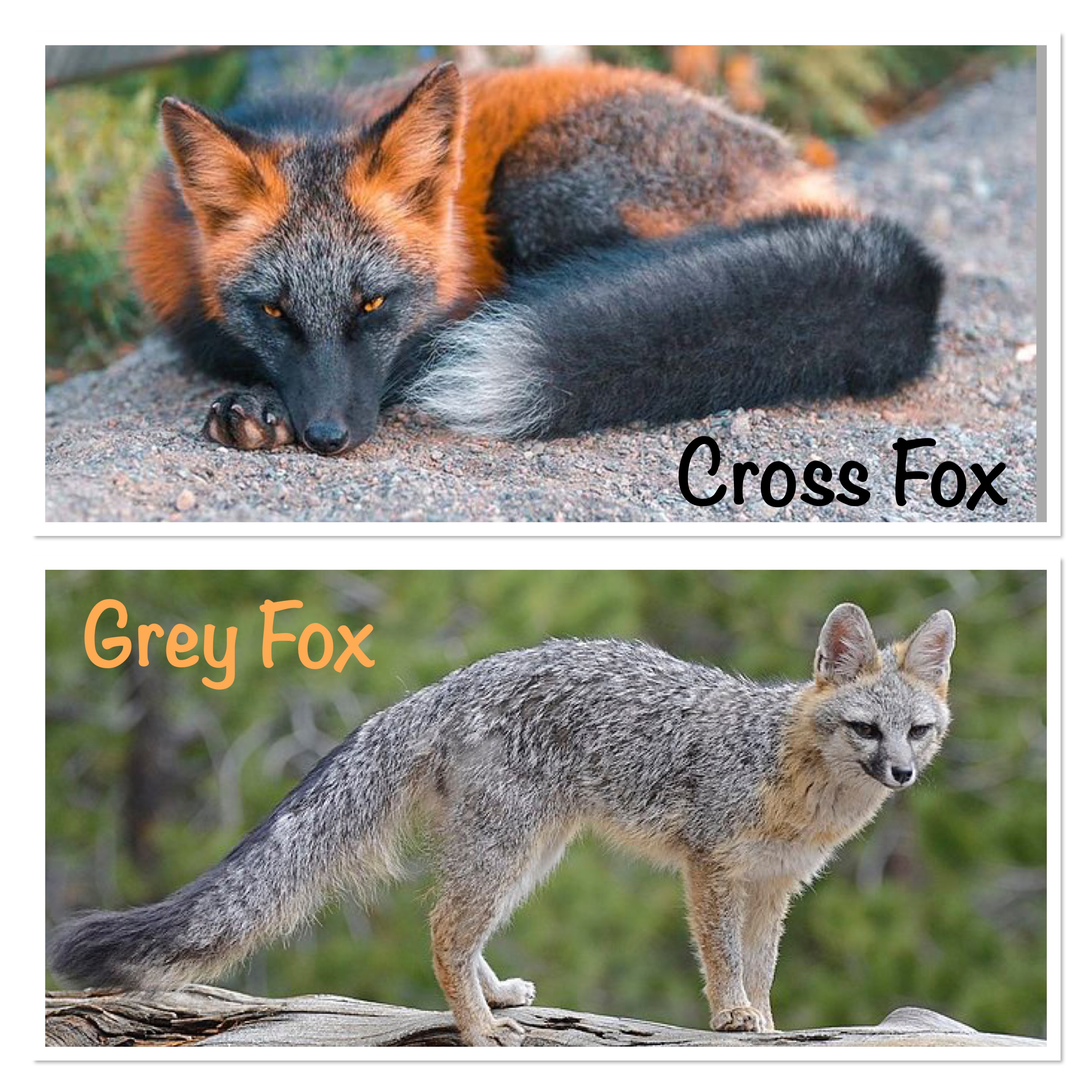 Cross Fox or Red Fox? How to Tell – For Fox Sake Wildlife Rescue
