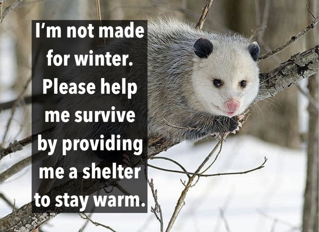 Opossums Need Shelter to Survive Winter – For Fox Sake Wildlife Rescue